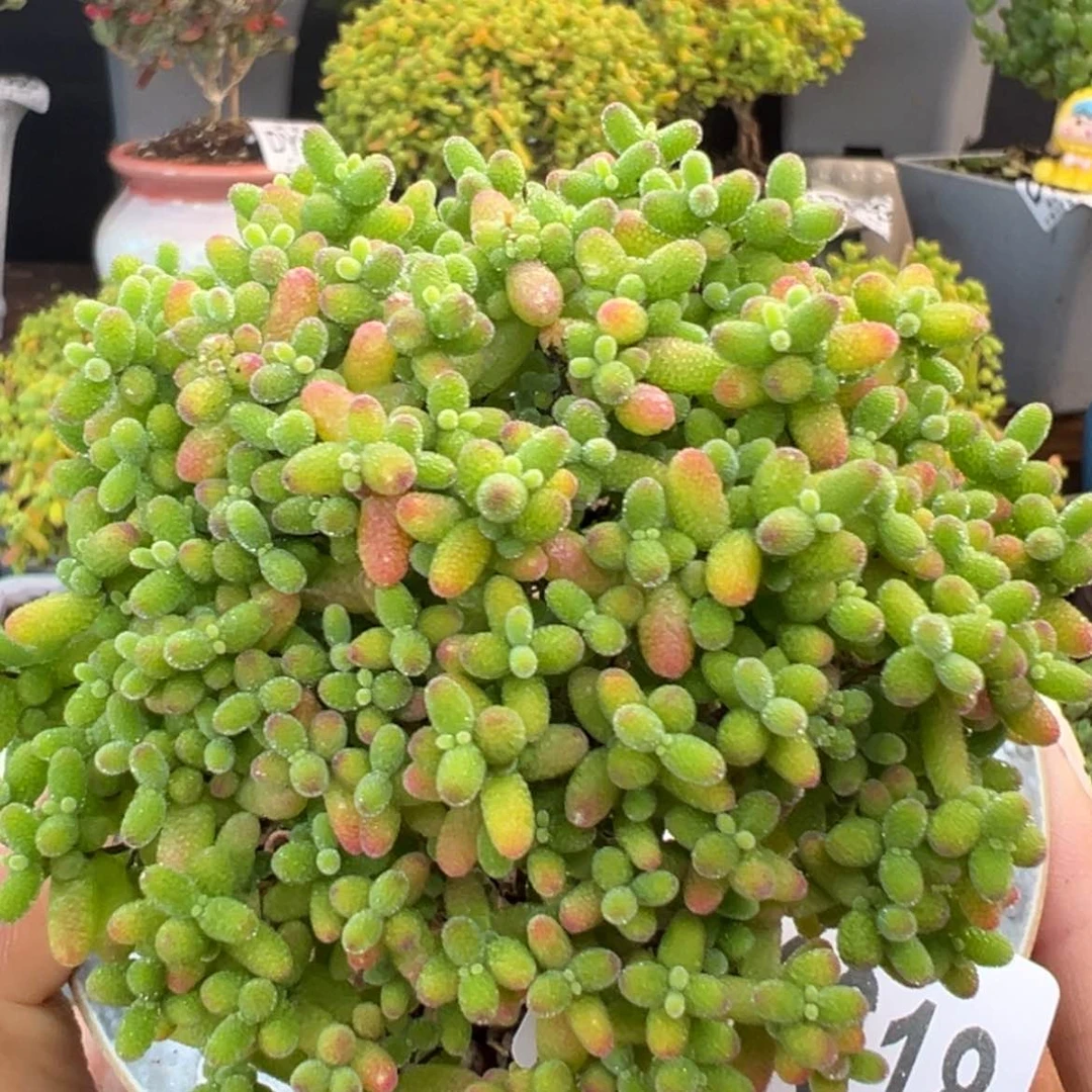 【闪购商品】dy6618蜜橘糖球冠幅8cm不含盆