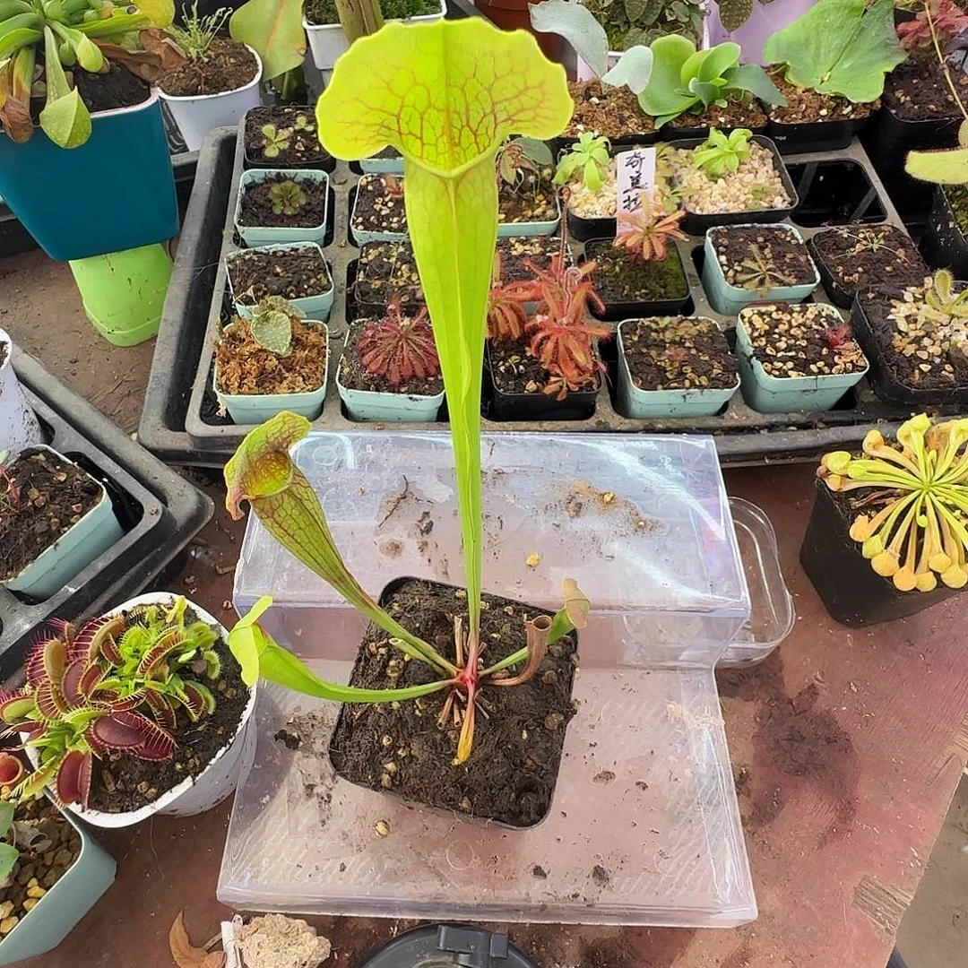 完全开放天鹅铠甲瓶子草