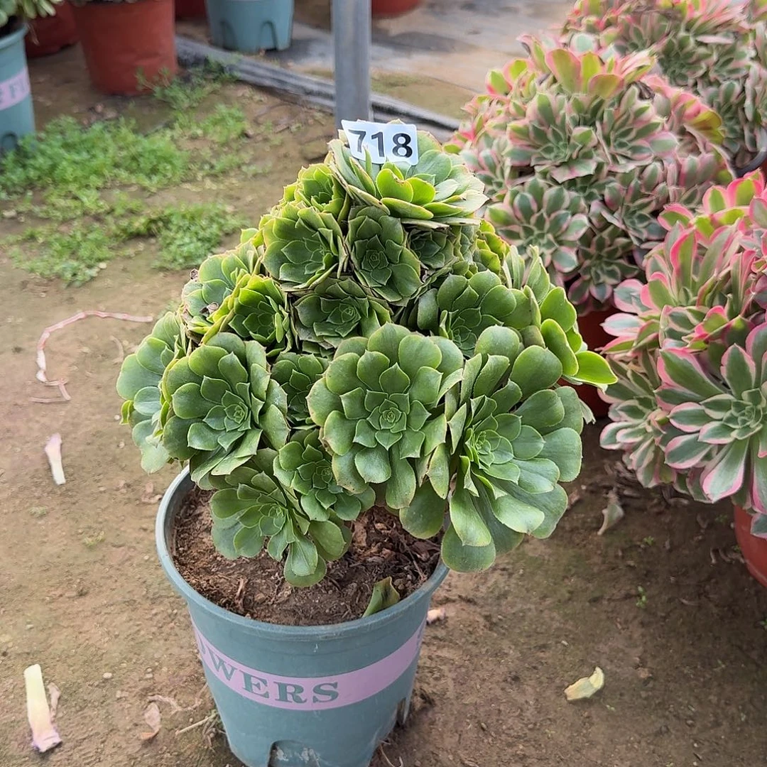 多肉植物金秋718号