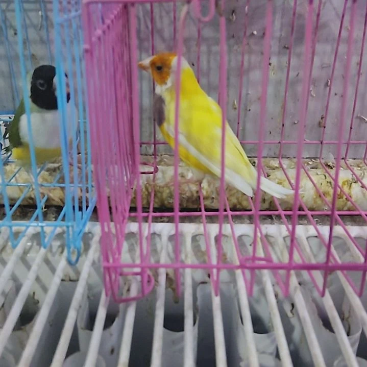 懒***枚文鸟金背黄头公一只包活到家收到货拍开箱视频