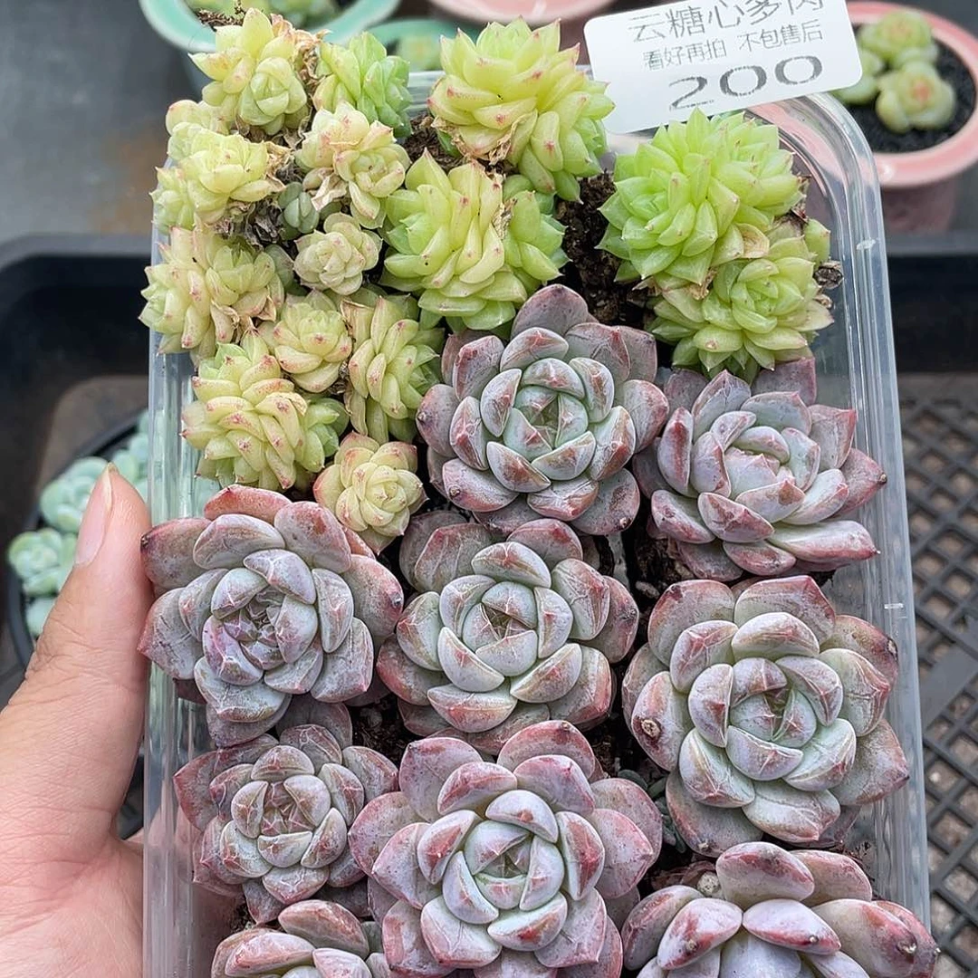 云糖心多肉植物200