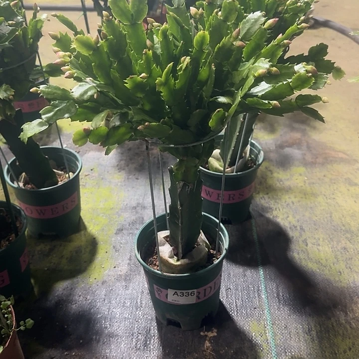 坭***爹大部分开放少量花苞336嫁接047