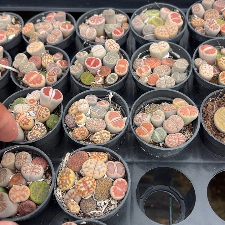生石花一盆量拍多肉满20元包邮满26送一颗下午发