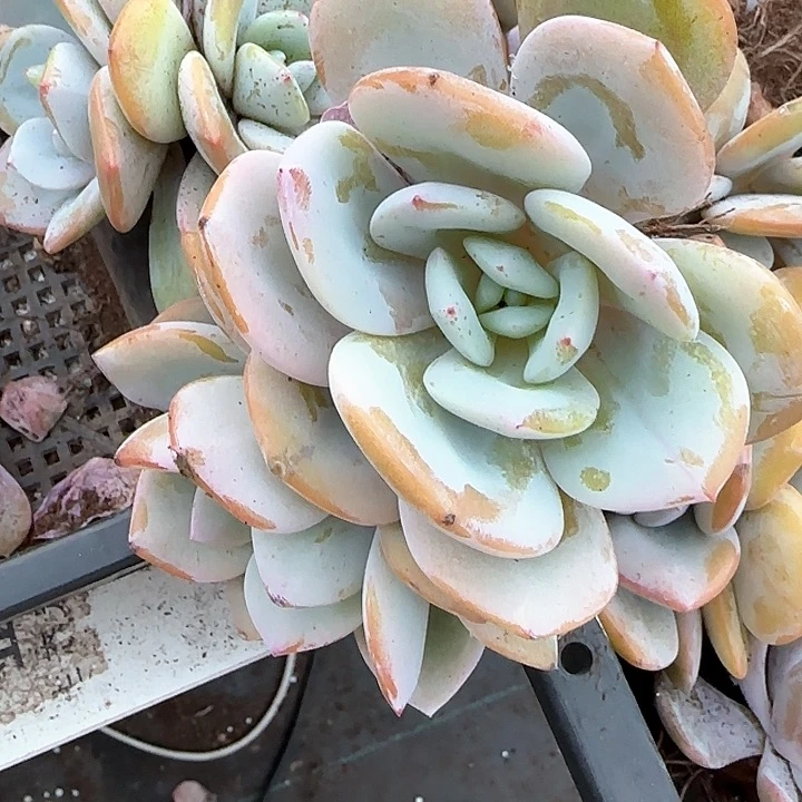 心****师青蛙王子儿童牙膏111
