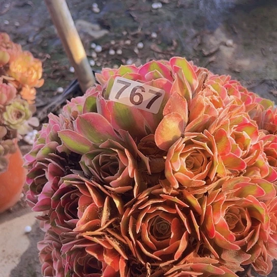 小***卫多肉植物一个女巫