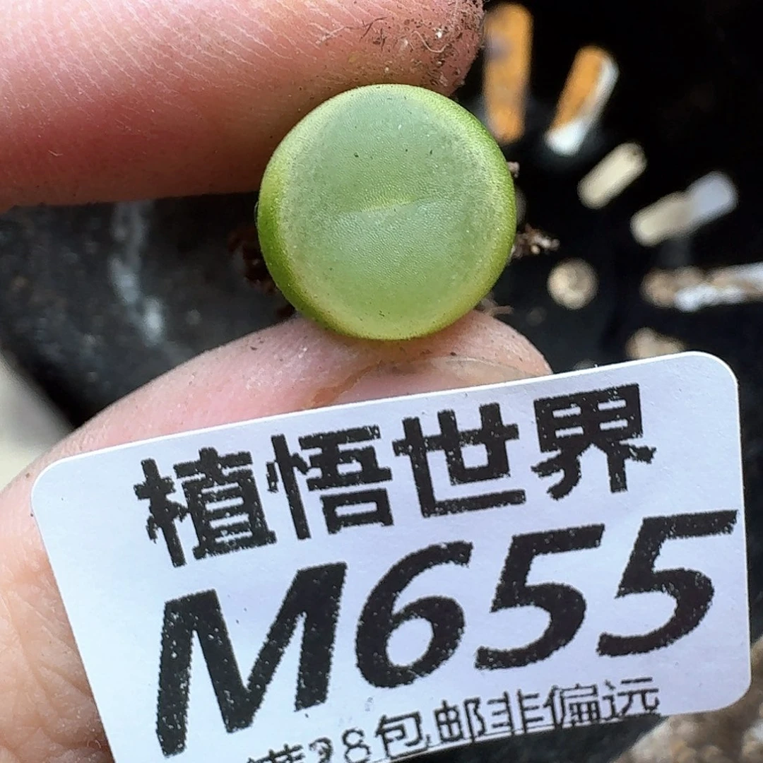 多肉植物的人生历程ff