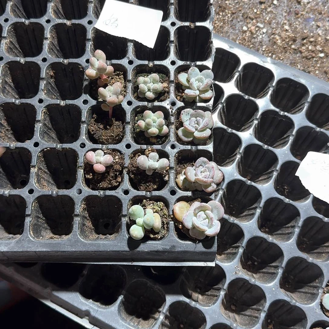 嫣一物一拍专拍链接