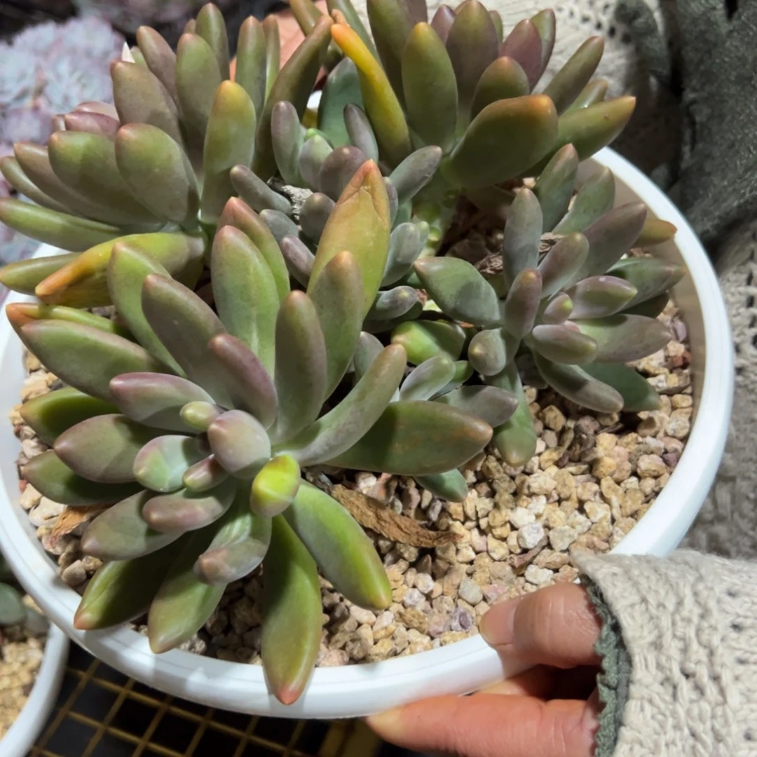 小***点多肉植物黑美人一个