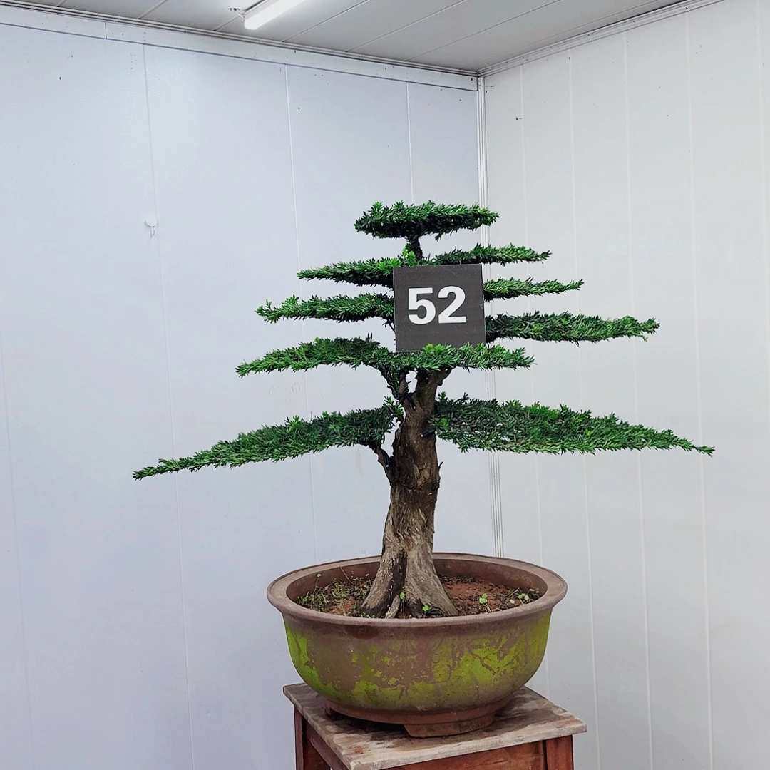 无花朵波*0000000000