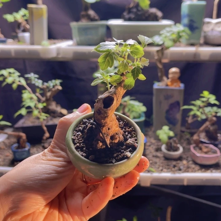 全部花朵12345678