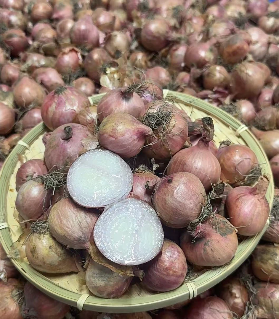 正宗东北四六瓣毛葱【中果】