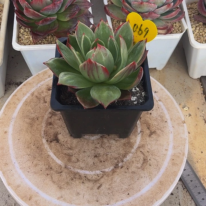 惊鸿仙子多肉植物69