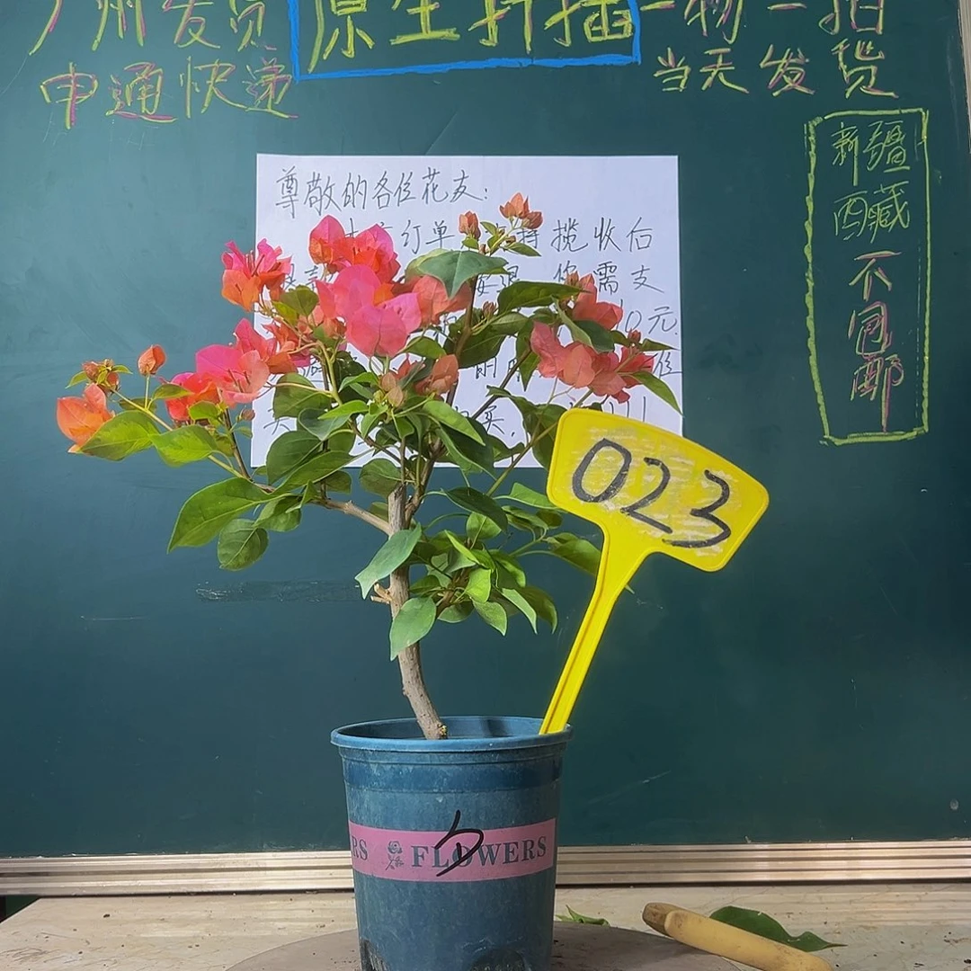 当前无花栽培后可以开花暗斑夕阳红 023