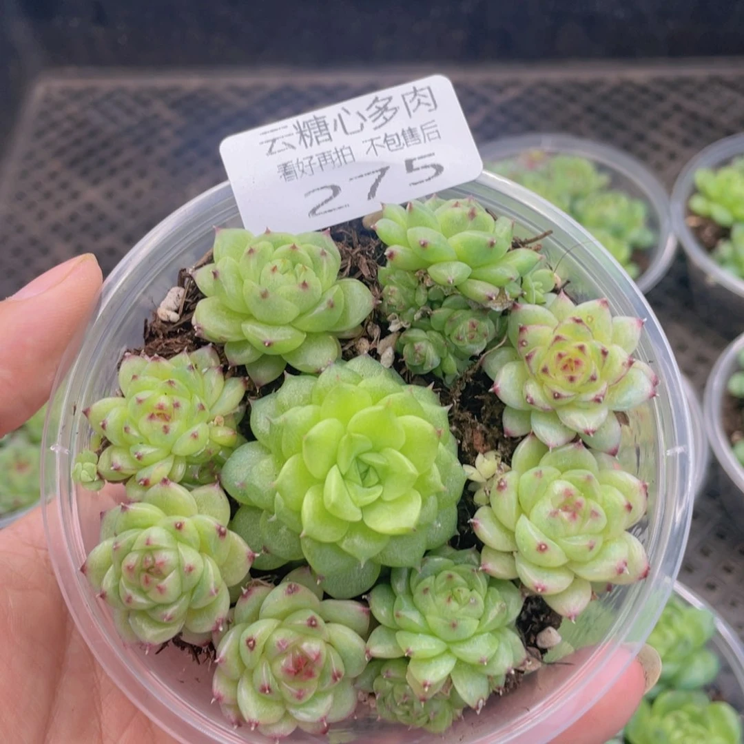 云糖心多肉植物275