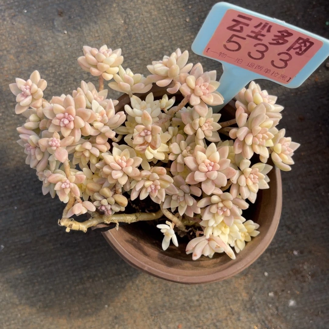 云尘多肉一物一拍533