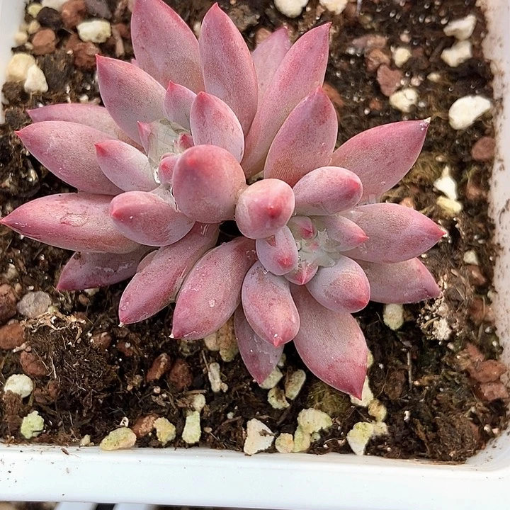 多肉植物虞美人561