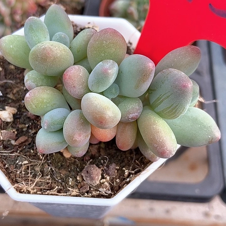 多肉植物苹果奶975