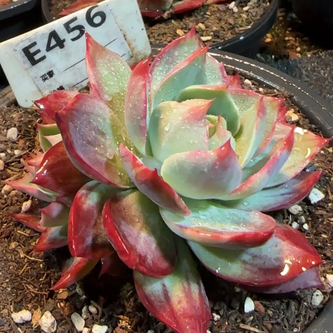 惊鸿一物一拍包装收缩花旱456