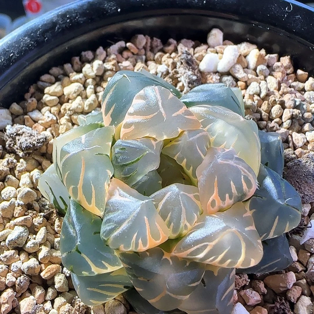 114号糊斑水中月玉露锦一物一拍带盆土