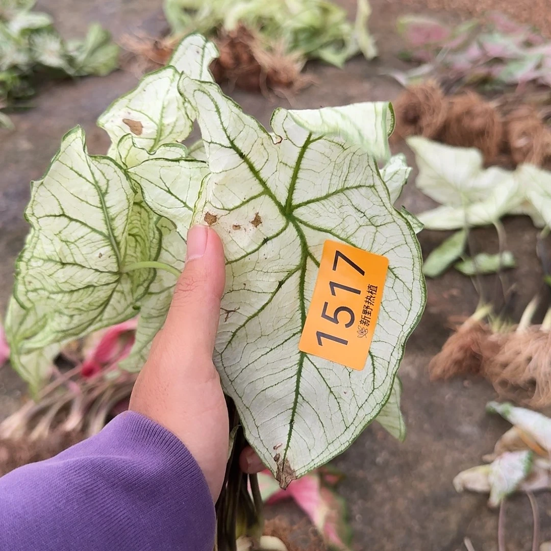 完全开放1517白色恋人7裸球不售后