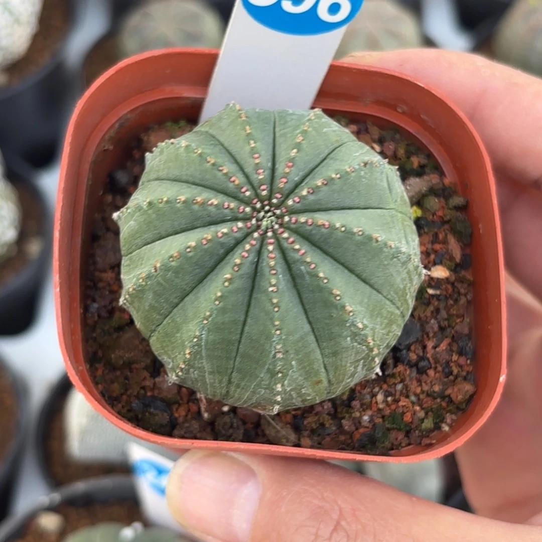 396泰版布纹球带盆带土发货