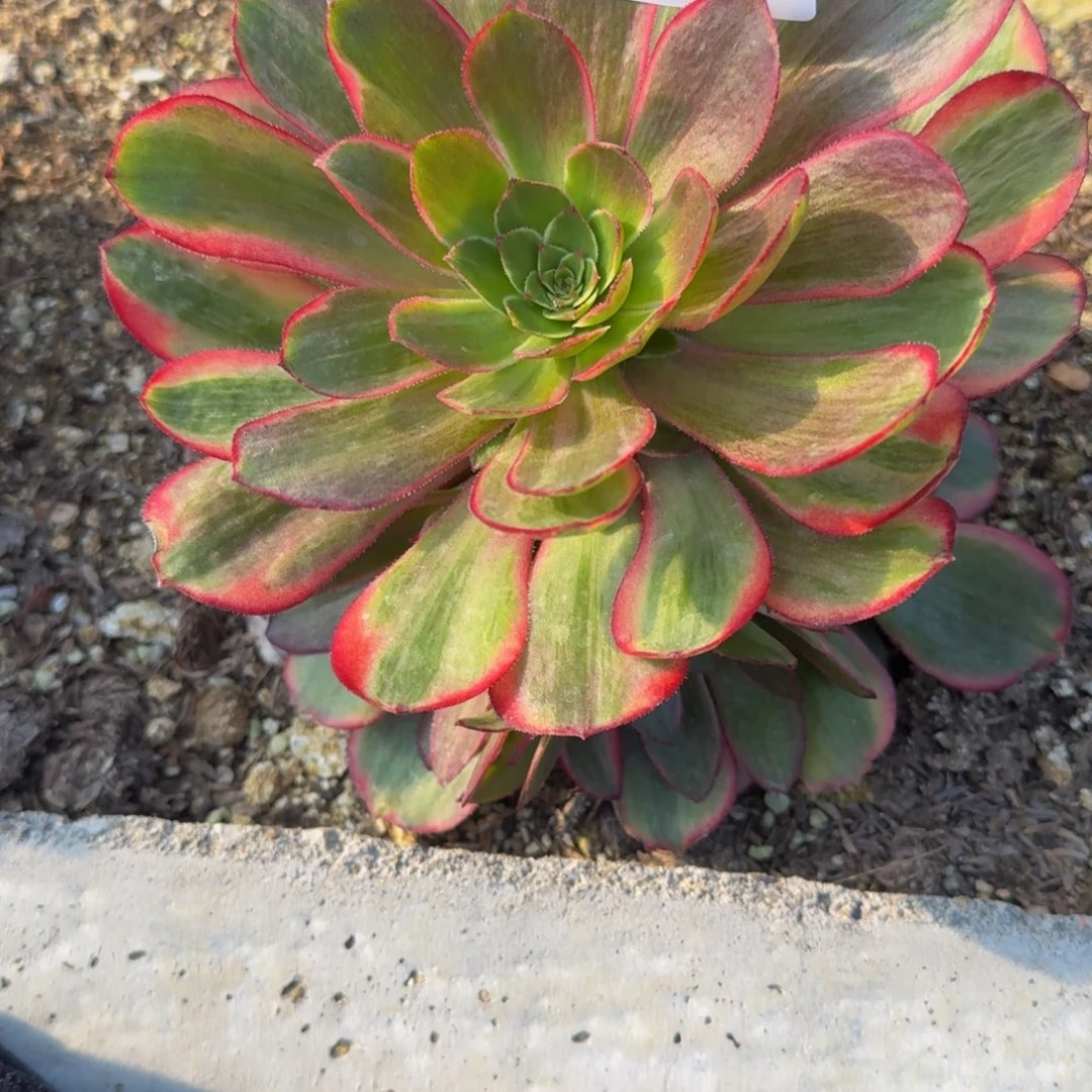 可*089克拉恋人。多肉植物