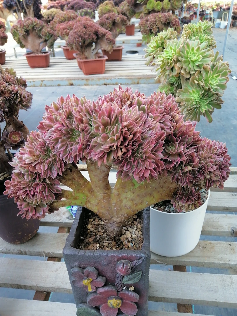 法师缀化一物一拍