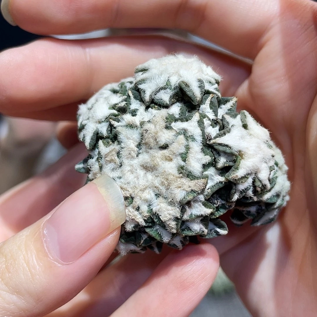 4号多头爆毛黑牡丹自根