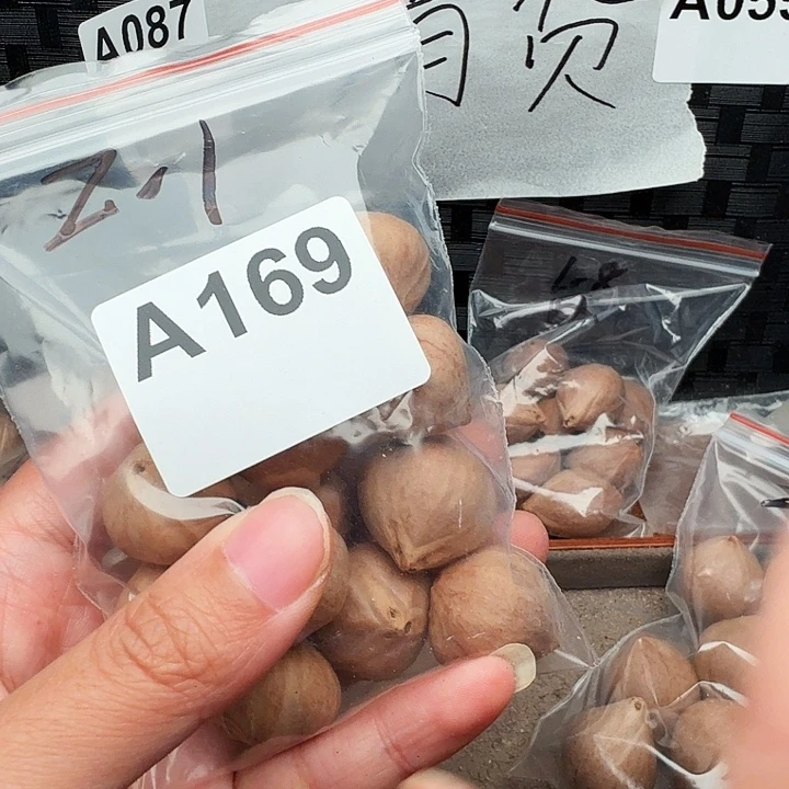 董***宇手串/手链橄榄核橄榄