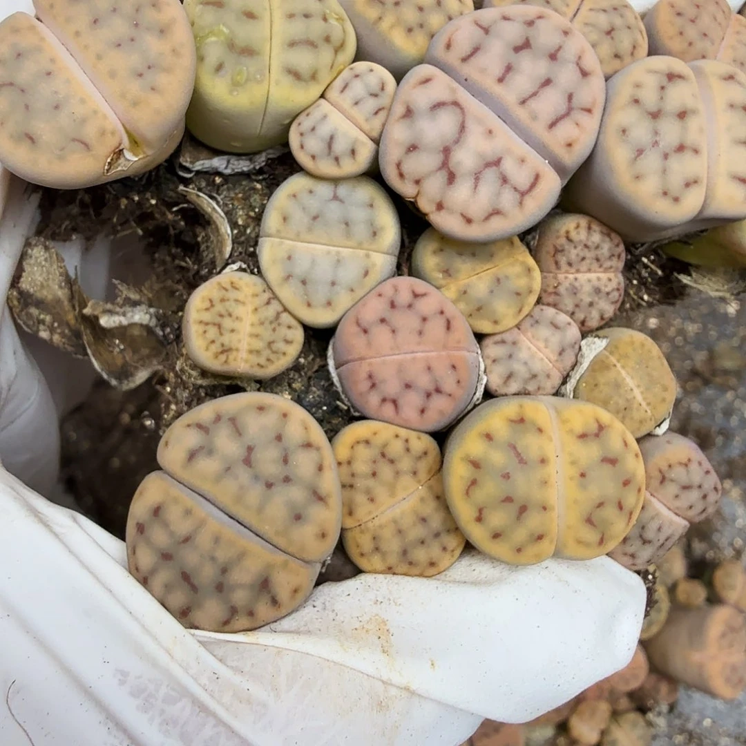 这个点睡一回是为了325好