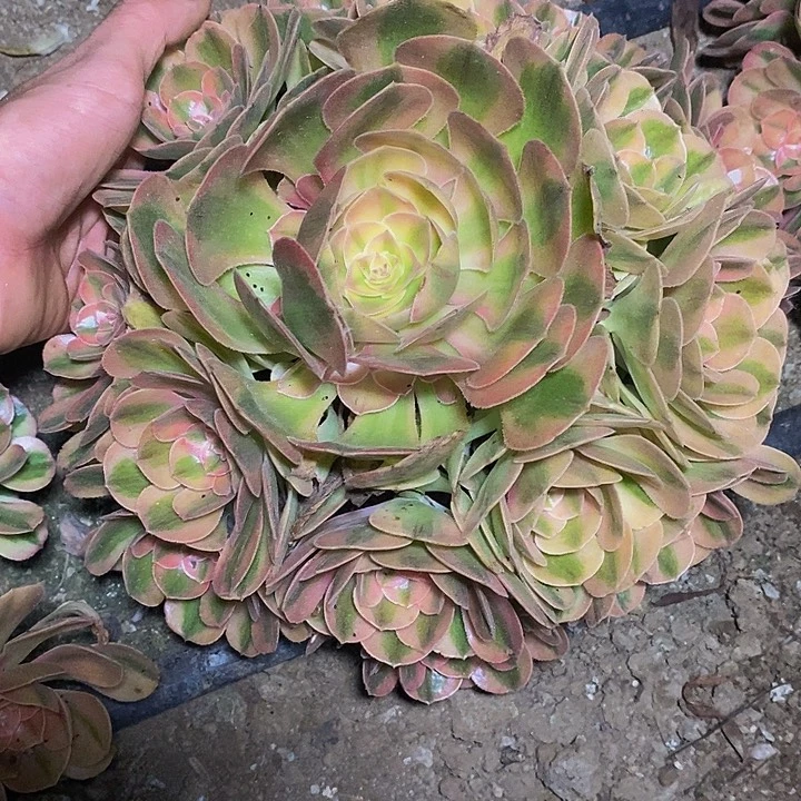 T***z多肉植物保护研究所