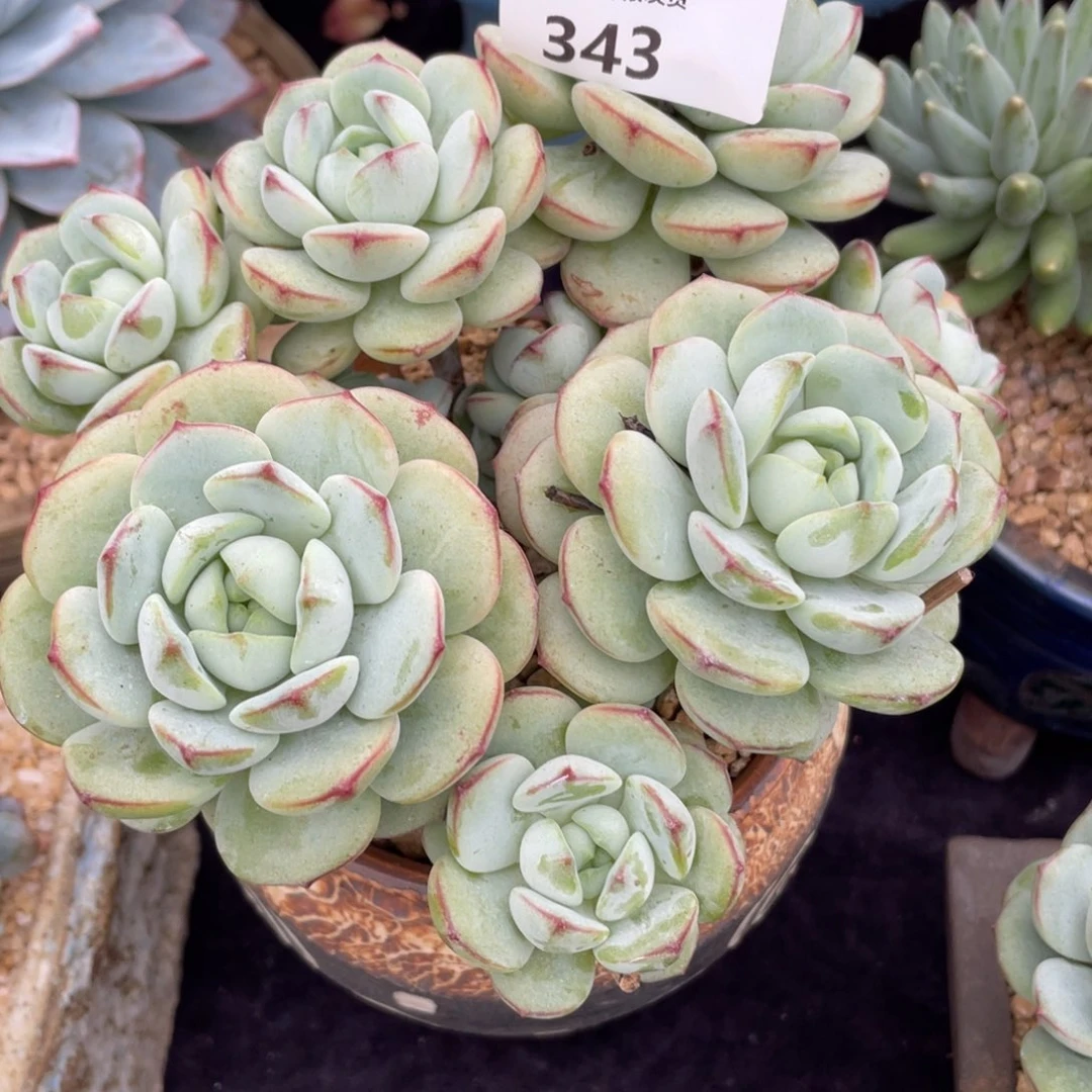 启***｝343香草小群生多肉植物