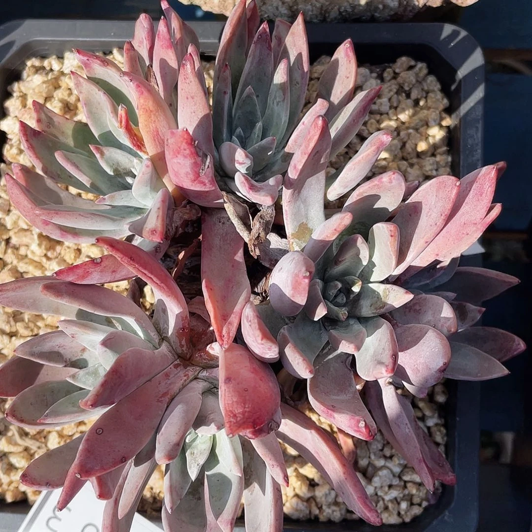 泡芙老桩多头群生0263