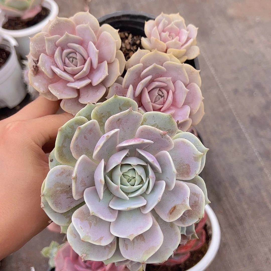 露娜莲大单头带多仔，粉蝶双头精品老桩