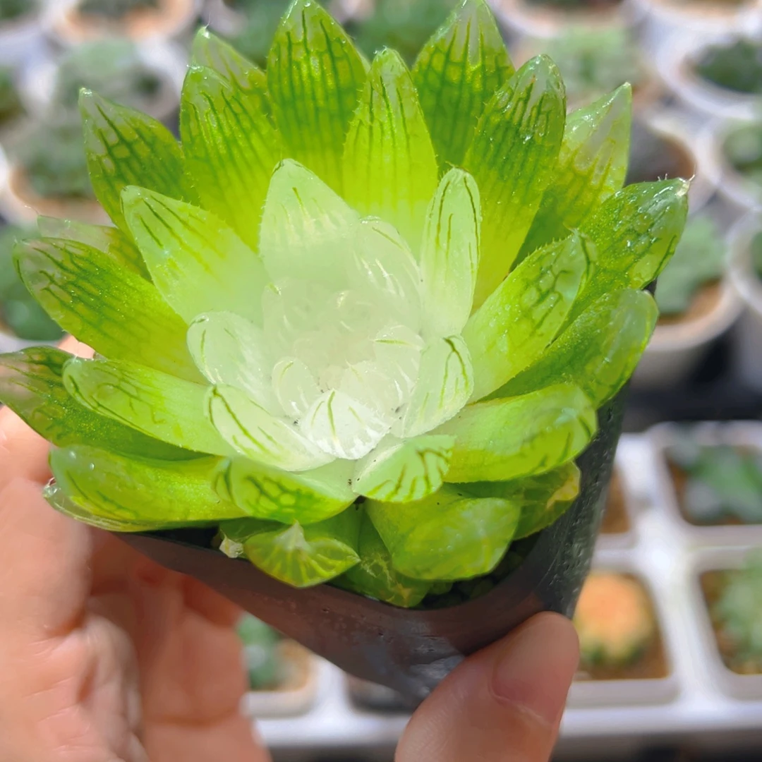 白娘子多肉多肉多肉多肉多肉