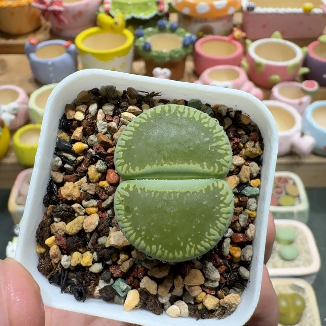 蘑菇1092绿光阳多肉植物