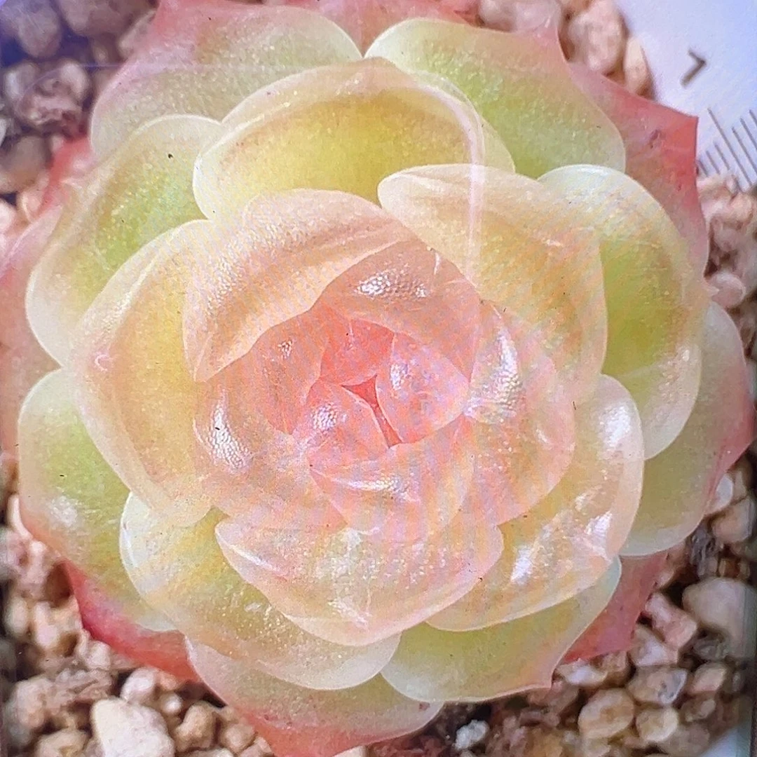 风花雪月灯状态图。