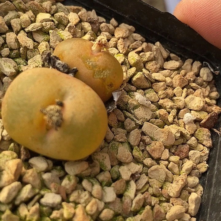 16560吕氏母本一颗