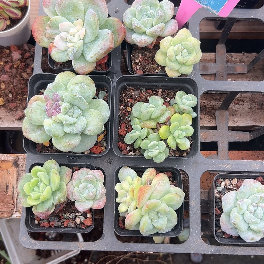 沉***默多肉植物一物一拍