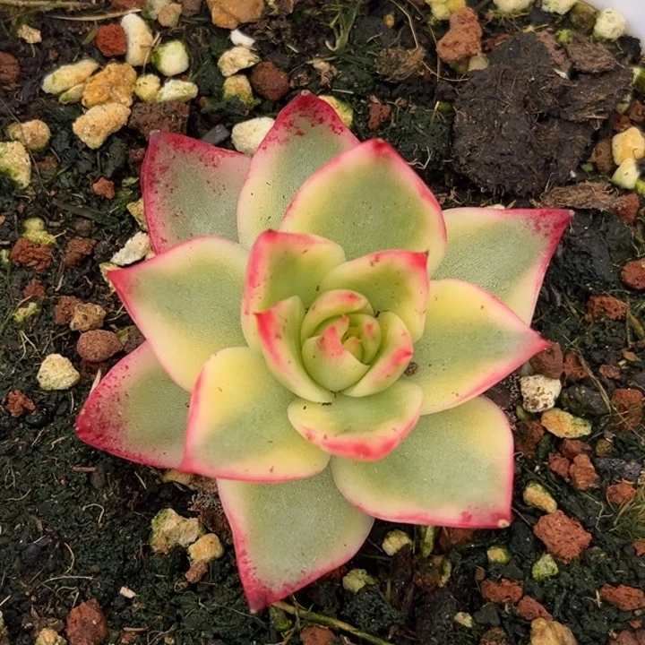 吉赛尔锦一颗价格