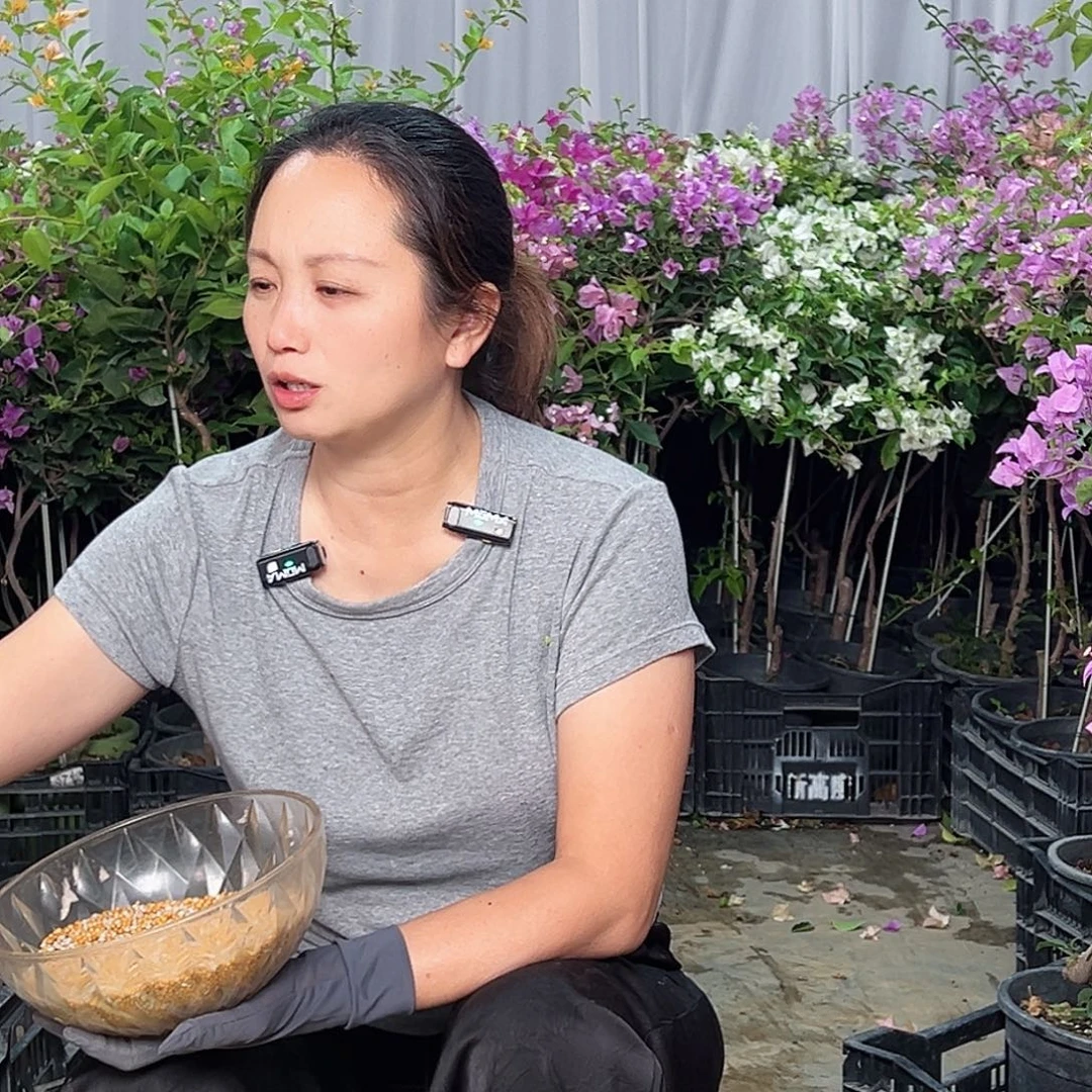 当前无花栽培后可以开花三角梅50