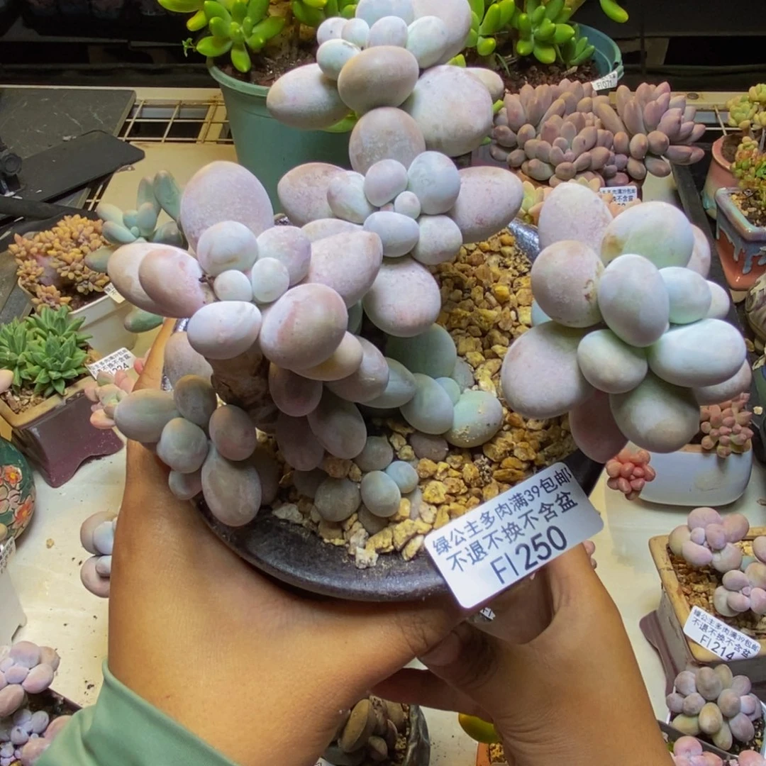 250芭比奶多肉12cm
