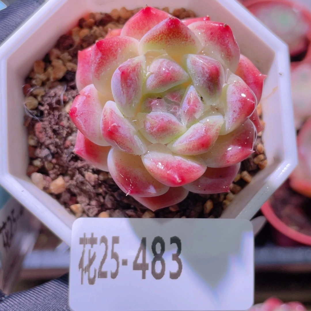 花利美25-483秘境冰魄