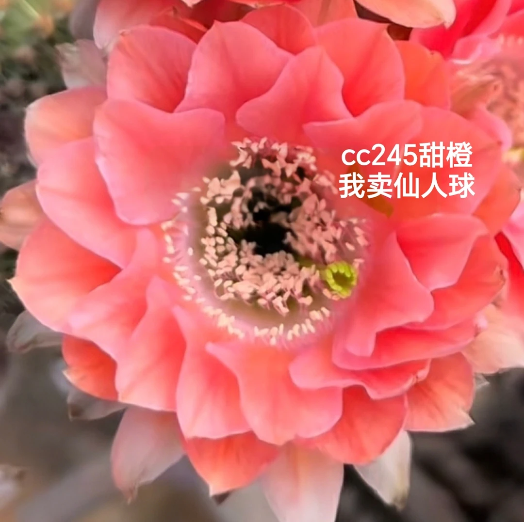 彩草cc245甜橙侧芽歪 满28包邮非偏远