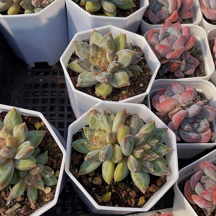 双头幻影美人带盆土