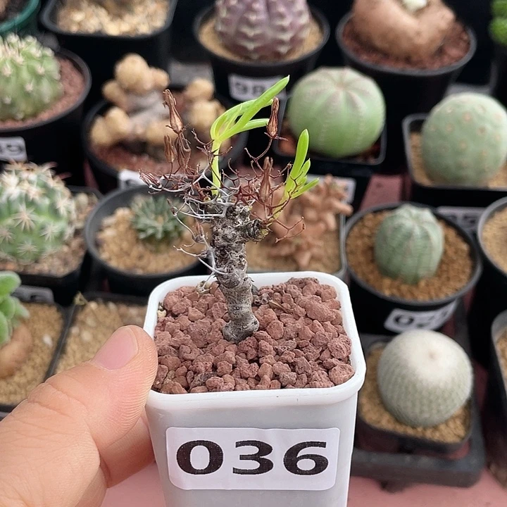 036产地奇峰锦黑曼巴