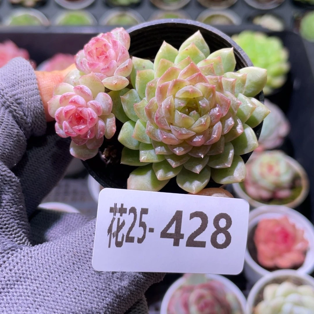 花利美25-428珍妮