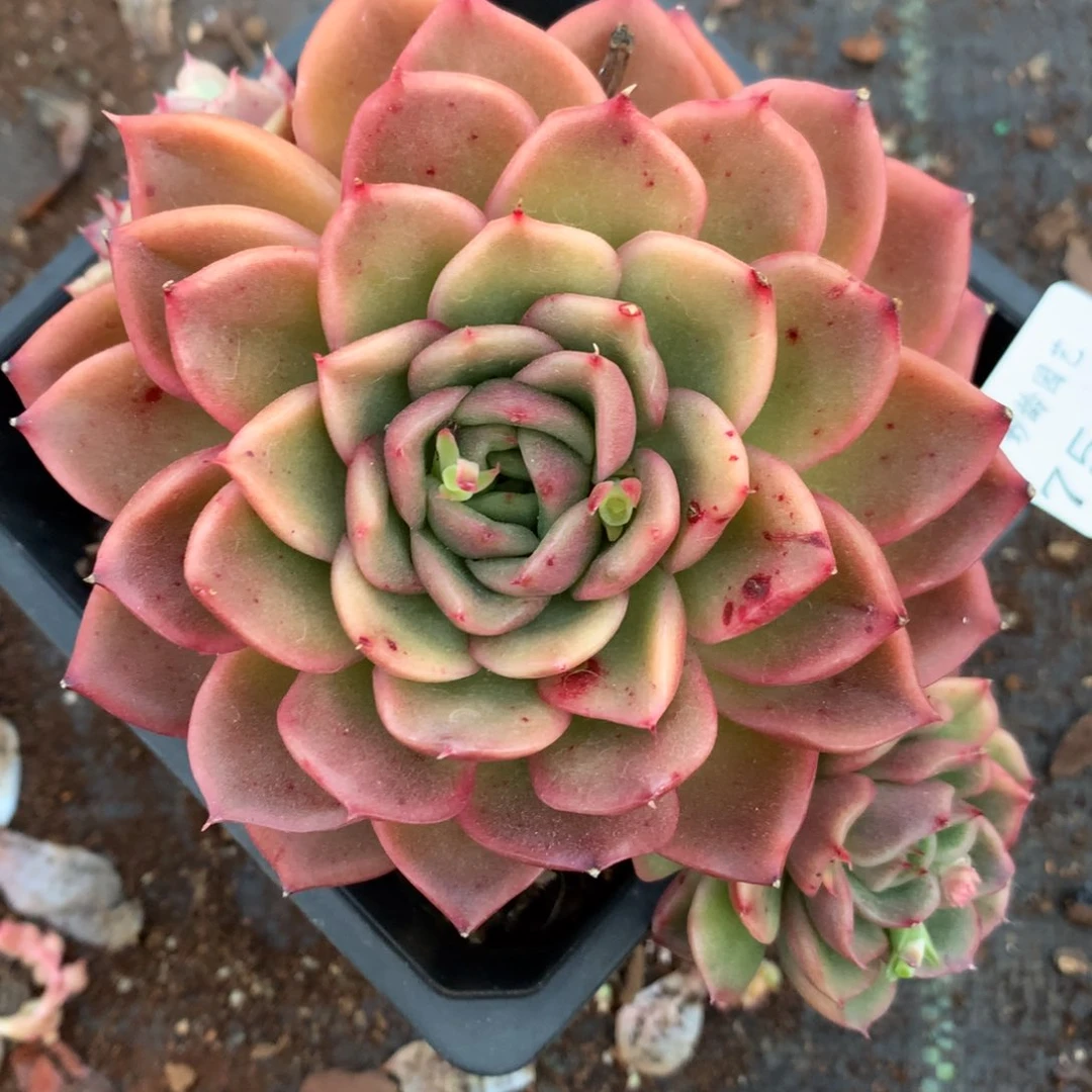 7593杂交多肉老桩