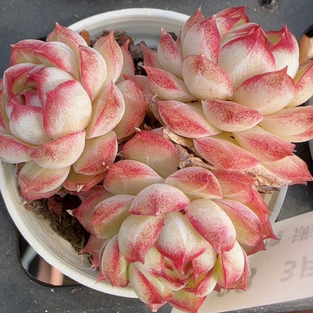 花语逸镜0313-128