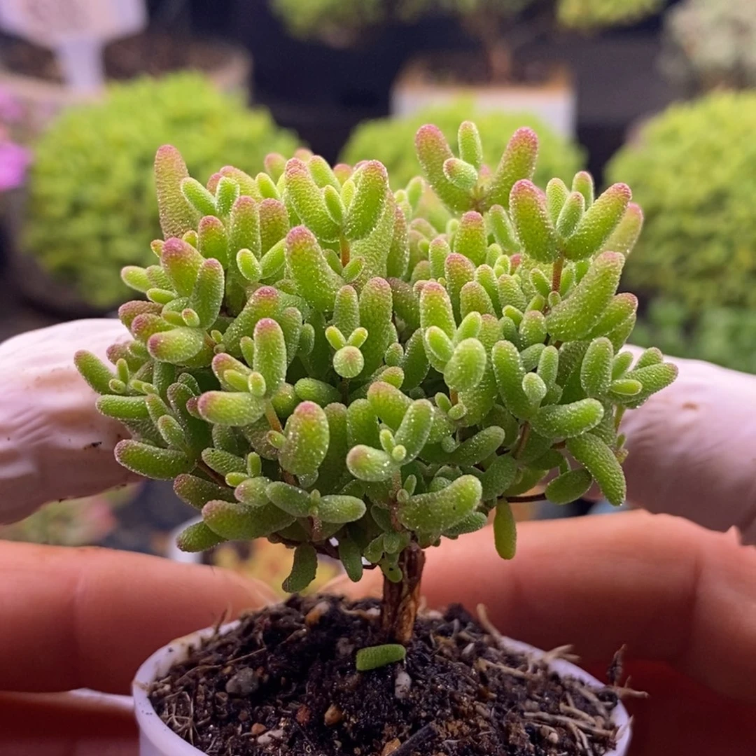 229蜜橘糖球。